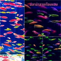 ราคา อาหารปลา ปลาม้าลายเรืองแสงคละสี เซ็ท 10 แถม 2 (22844484548)