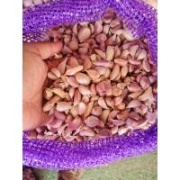 ราคา กระเทียมไทยกลีบม่วง แบบแกะกลีบ (20709674688)