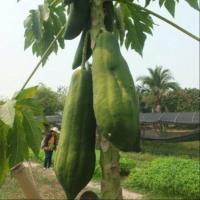 ราคา 50 เมล็ด มะละกอ ผลไม้ Papaya Seeds สายพันธุ์ มะละกอแขกดำ ดำเนิน (21166699001)