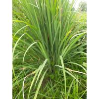 ราคา ตะไคร้สด สำหรับปรุงอาหาร อินทรีย์แท้ๆ (22522605415)