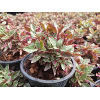 ราคา เกล็ดทับทิม พร้อมกระถาง 5 นิ้ว ใบขอบชมพูทับทิม ด่างชมพูชัดเจน ไม้ทนแดดเลี้ยงง่าย ใบด่างสวยมากๆ สินค้าพร้อมส่งสวยมากๆ (13988784830)