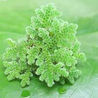 ราคา แหนแดง พืชสารพัดประโยชน์ แหนแดงไมโครฟิลล่า มีไนโตรเจนสูง มีโปรตีนสูงมาก ขยายพันธุ์ง่าย (22877156249)