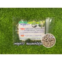 ราคา สมุนไพรแห้ง บดผงละเอียดอัดแคปซูล พลูคาว บรรจุแคปซูลขนาด 100แคปกับ500แคป (23012425792)