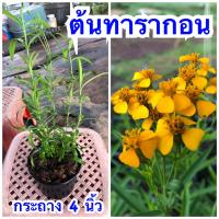 ราคา สมุนไพรฝรั่ง เครื่องเทศ ทาร์รากอน ส่งแบบกระถาง 4 นิ้ว ติดดอกแล้ว (22844014950)