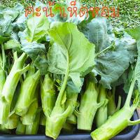 ราคา คะน้าเห็ดหอมยักษ์ถูกที่สุด10บ พันธุ์คะน้าเห็ดหอม 100 ก้านยักษ์อวบจริง ปลูกง่ายทานอร่อย (21177728030)