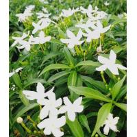 ราคา ต้นพุดศุภโชค ถุงชำ 2 นิ้ว (21549029919)