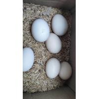 ราคา ไข่เชื้อไก่ซิลกี้ Silkie ราคาสำหรับแพ็ค 6ใบ (7776545686)