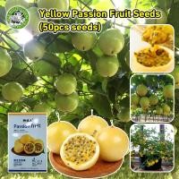 ราคา ปลูกง่าย COD ของแท้ 100 เมล็ดพันธุ์เสาวรส เมล็ดพันธุ์ เสาวรสหวาน เมล็ดพันธุ์ เสาวรสสีเหลือง Red Yellow Golden Passion Fruit Seeds for Planting Sweet and Juicy Passion Fruit Plants Seeds Bonsai Fruit (