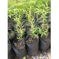 ราคา ต้นหลิว หลิวลู่ลม หลิวจีน นิยมปลูกเพื่อความสวยงาม ทำฮวงจุ้ยแทนน้ำตก (20893817539)