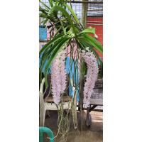 ราคา 3ต้นกล้วยไม้สกุลช้าง กล้วยไม้ไอยเรศ เป็นกล้วยไม้พันธุ์แท้ให้ดอกเป็นช่อกระจะ ออกดอกช่วงต้นปี เลี้ยงง่าย Thai orchids ขนาดกระถาง 2 นิ้ว ต้นไม้แข็งแรง ทุกต้น (21008457503)