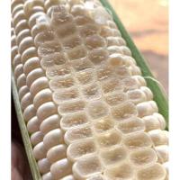 ราคา เมล็ดพันธุ์ ข้าวโพดหวาน ฮอกไกโด ข้าวโพดนมสด ทานดิบได้ ทานสดได้ จำนวน 30 เมล็ด ปลูกได้ทุกที่ 10 เเถม 1 คละได้ (8728642627)