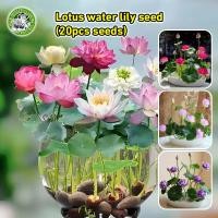 ราคา งอกง่าย COD เมล็ดพันธุ์บัวจิ๋ว เมล็ดดอกบัว Lotus Water Lily Seeds Flower Seed บอนสี เมล็ดดอกไม้ เมล็ดบัวแคระ บอนไซ เมล็ดดอกบัวน้ำ บัวจิ๋วญี่ปุ่น บัวแคระญี่ปุ่น พืชไฮโดรโปนิ พันธุ์ดอกไม้ ดอกบัวแคระ เม 