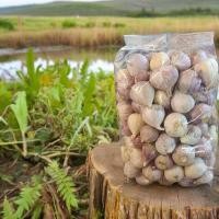 ราคา กระเทียมโทนสด 500กรัมและ1000กรัม (22210712135)