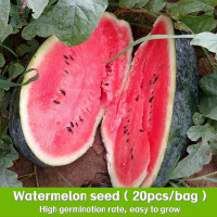 ราคา ปลูกง่าย เมล็ดพันธุ์ แตงโมดำ บรรจุ 20เมล็ด Giant Black Beauty Watermelon Seeds Fruit Seeds for Planting เมล็ดพันธุ์ให้ผลผลิตสูง (22607684094)