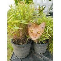 ราคา ต้นไผ่เงิน หญ้าแมว ขนาดกระถาง 5 นิ้ว เหมาะสำหรับสัตวเลี้ยง สุนัข แมว กระต่าย (22533074036)