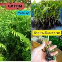 ราคา ผักกูด สำหรับปลูก ต้นละ5บาท 12ต้น50บาท กูเขาว กูดกิน กูดคึ กูดน้ำ พันธุ์ผักกูด (18501035339)