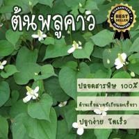 ราคา ต้นพลูคาว พลูคาว สุดยอดสมุนไพร พลูคาวออร์แกนิค ผักคาวตอง เพื่อสุขภาพ พืชผักปลอดสารพิษ (22658501606)