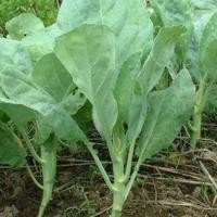 ราคา 500 เมล็ด คะน้า คะน้าใบ คะน้าเห็ดหอม คะน้าก้านใหญ่ คะน้าจีน คะน้าฮ่องกง Brassica oleracea var Alboglabra seeds (21822871405)