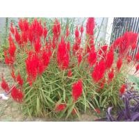 ราคา เมล็ดพันธุ์ดอกหงอนไก่ ชุด 200 เมล็ด (21459635460)