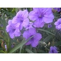 ราคา ต้นกล้า ต้อยติ่งฝรั่งสีม่วง ต้นกล้าละ 10บาท ฟ้าประทานพร ต้อยติ่ง ฝรั่ง Waterkanon ต้อยติ่งเทศ ให้ดอกตลอดทั้งปี เลี้ยงง่าย ชอบแดดจัด ต้อยติ่ง ไม้ดอกโทนสีม่วง ช่วยเพิ่มกลิ่นอายสวนอังกฤษได้ พืชสมุนไพรที่