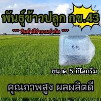 ราคา พันธุ์ข้าวปลูก กข43 ข้าวปลูก กข43 พันธุ์ข้าว กข 43 เมล็ดพันธุ์พันธุ์ข้าว จำนวน 5 กิโลกรัม (22875547556)