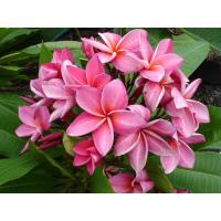 ราคา ต้นลีลาวดี ลีลาวดีสีชมพู แกรนนี่โรรองค์ต้นลีลาวดีแคระ Plumeria ลีลาวดีสีชมพู ออกดอกเป็นช่อ ดอกสีชมพูหวาน กลิ่นดอกหอมอ่อนๆต้นเตี้ย ออกดอกเป็นช่อพวงใหญ่ ต้นโตเต็มที่ 1 5 เมตร จัดส่งในกระถาง 10 นิ้ว ต้นส
