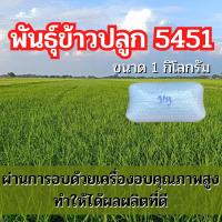 ราคา พันธุ์ข้าวปลูก 5451 ข้าวปลูก 5451 เมล็ดพันธุ์ข้าว 5451 1กิโลกรัม (22573013159)