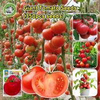 ราคา ปลูกง่าย COD เมล็ดพันธุ์ มะเขือเทศ มะเขือเทศยักษ์ Giant Tomato Seeds Organic Vegetable Seeds for Planting เมล็ดมะเขือเทศ F1 เมล็ดพันธุ์ผัก ผักสวนครัว บอนไซ บอนสี ผักออร์แกนิก พันธุ์ผัก เมล็ดผัก เมล็ด 