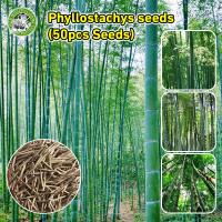 ราคา งอกง่าย ปลูกง่าย ปลูกได้ทั่วไทย เมล็ดเมล็ดไผ่ Moso Bamboo Seeds Phyllostachys Seeds Evergreen In All Seasons Phyllostachys Plants Seeds ต้นไม้ยืนต้น ไผ่เดี่ยวสารสกัดจากไผ่ไผ่พืชเศรษฐกิจสายพันธุ์ไผ่ถ่า