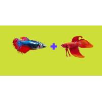 ราคา ปลากัด1คู่ เทลเมีย จีนผู้ ตัวใหญ่พร้อมรัด สีสันตรงปรกคละสี มีบริการเก็บเงินปลายทาง (22934330530)