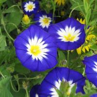 ราคา 30 เมล็ด ดอกไม้ มอร์นิ่งกลอรี่ ผักบุ้งฝรั่ง Morning Glory Seeds (22052217251)