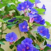 ราคา 30 เมล็ด ดอกไม้ มอร์นิ่งกลอรี่ ผักบุ้งฝรั่ง Morning Glory Seeds (22052217252)