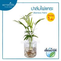 ราคา ปาล์มไผ่แคระ จำนวน 1 ต้น Bamboo Palm สามารถเลี้ยงกับน้ำได้ ไม้ฟอกอากาศ ไม้มงคล ไผ่ (23049301044)