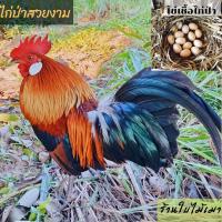 ราคา ไข่เชื้อไก่ป่า ไข่ไก่ป่ามีเชื้อ สำหรับนำไปฟัก ราคาฟองละ 20 บาท สั่ง5ฟองแถมฟรี1ฟอง (22927479800)