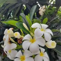 ราคา ต้นพันธุ์ ลีลาวดี สีขาว พร้อมปลูก ในถุงดำ 29 บาท ลีลาวดี Frangipani ต้นลีลาวดีเป็นพืชนิยมปลูกเพราะดอกมีสีสันหลากหลาย สวยงาม ดอกลีลาวดีใช้ผสมกับพลู ทำเป็นยาแก้ไข้ ลีลาวดี เป็นส่วนประกอบในครีมทาผิว เพื่