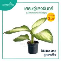 ราคา เศรษฐีแสงจันทร์ กระถาง 3 นิ้ว ต้นไม้มงคล ไม้ฟอกอากาศ (23046979653)