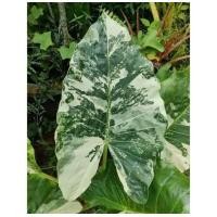 ราคา บอนด่าง บอนกระดาด บอนใบใหญ่ยักษ์ ประดับบ้านเสริมฮวงในกระถาง 4 นิ้ว ด่างทุกต้น ลำต้นบอนกระดาด เป็นไม้ล้มลุก มีเหง้าทอดไปตามพื้นดิน ลำต้นตั้งตรง และมีความสูงได้มากกว่า 1 เมตรจนถึง 2 เมตร (19846910776)