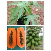 ราคา ต้นมะละกอฮอลแลนด์ ติดผลดก เนื้อหนา ผลสุกรสหวานอร่อย ต้นพร้อมปลูก 3 ต้น 100 บ (19657505091)