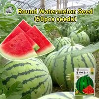 ราคา ปลูกง่าย COD สินค้าดี มีคุณภาพ Round Watermelon Seeds เมล็ดพันธุ์ แตงโมเมล็ดพันธุ์แตงโม F1 Hybrid Sweet Sugarbaby Watermelon Fruit Seeds เมล็ดพันธุ์ผลไม้ เมล็ดพันธุ์ แท้ ผลไม้อินทรีย์ ต้นไม้ผลกินได้ (