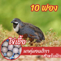 ราคา 10 ฟอง ไข่เชื้อนกคุ่มอเมริกา นกคุ้มแฟนซี สำหรับฟัก (23026544543)