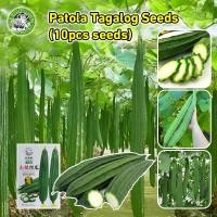 ราคา งอกง่าย เมล็ดบวบเหลี่ยม ลูกผสม พันธุ์ขุนศึก Luffa Seeds for Planting มล็ดพันธุ์บวบเหลี่ยม บวบเหลี่ยมลูกผสม วิกเกอร์เอ Long Ridged Patola Seeds Organic Vegetables Seeds Plants F1 บวบ เมล็ดพันธุ์ เมล็ดพ