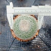 ราคา แมมแลนต้า Mammillaria lanta ไม้ชำหน่อ ขนาด 3 5 ซม พร้อมให้ดอก ต้นแคคตัส ต้นกระบองเพชร (22105180240)