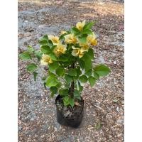 ราคา เฟื่องฟ้า ออกดอกแล้ว สุ่มคละสี 5 10ต้น ราคาถูก ขนาดถุงดำ 4นิ้ว สูง 30 40 cm ไม้ดอก ไม้ประดับ ไม้มงคล Bougainvillea (22097993240)