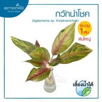 ราคา ต้นไม้เลี้ยงน้ำได้ จำนวน 1 ต้น ต้นไม้ฟอกอากาศ ต้นไม้ พลูด่าง พลู พลูด่างฟอกอากาศ ไม้น้ำ (21995586261)