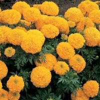 ราคา 50 เมล็ด ดอกไม้ ดอกดาวเรืองฝรั่ง เป็นดอกไม้มงคล Marigold Seeds สายพันธุ์ African Marigold (21566619660)