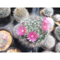 ราคา แมมขนแมว Mammillaria bocasana หลายขนาด ไม้เมล็ด ต้นแคคตัส ต้นกระบองเพชร กรุณาอ่านรายละเอียดก่อนทำการสั่งซื้อครับ (16669222641)