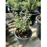 ราคา ต้นนีออนใบเงิน นีออไต้หวัน นีออนญี่ปุ่น ดอกสีม่วง กระถาง 5 6 นิ้ว (22937122079)