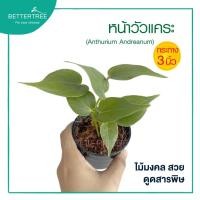 ราคา หน้าวัวแคระดอกชมพู กระถาง 3 นิ้ว ต้นไม้มงคล ไม้ฟอกอากาศ (23046907916)