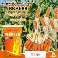 ราคา เมล็ดพันธุ์ข้าวโพดเลี้ยงสัตว์ลูกผสมเดี่ยว BKS688 บรรจุ 10 กิโลกรัม พันธุ์ฝักแฝด พันธุ์ฝักคู่ พันธุ์ 2 ฝัก ส่งฟรี (15754589274)