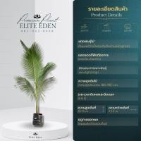 ราคา ต้นมะพร้าวน้ำหอมพันธุ์เตี้ยก้นจีบบ้านแพ้ว สูง 30 200 cm เกรดพรีเมียม ประกันพันธุ์แท้100 น้ำมะพร้าวรสหวานและกลิ่นหอมคล้ายใบเตย (22837909264)